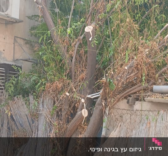 עץ גזום עם ענפים חתוכים וגדר במצב רעוע